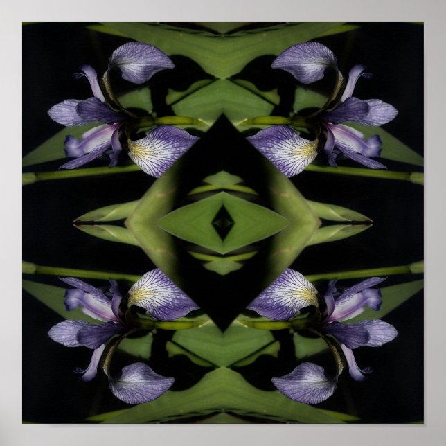 Blue Flag Iris Blume Abstrakt Poster (Vorne)