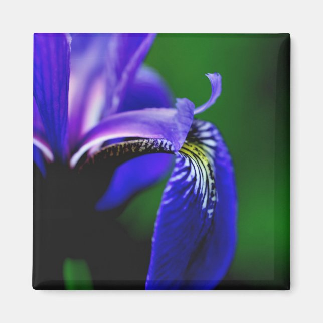 Blue Flag Iris Blume Nah Up Magnet (Vorne)