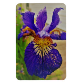 Blue Flag Iris Fleur de Lys French Canada Quebec Magnet