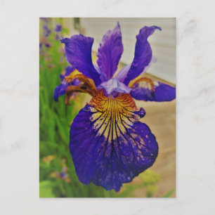 Blue Flag Iris Fleur de Lys French Canada Quebec Postkarte