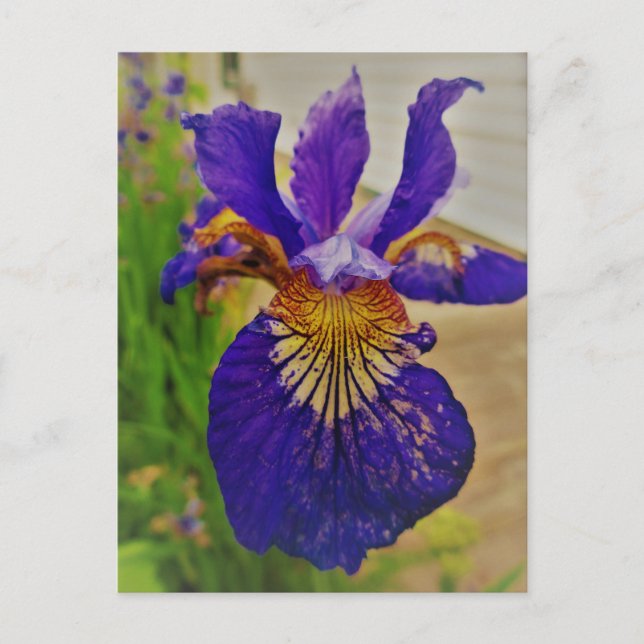 Blue Flag Iris Fleur de Lys French Canada Quebec Postkarte (Vorderseite)