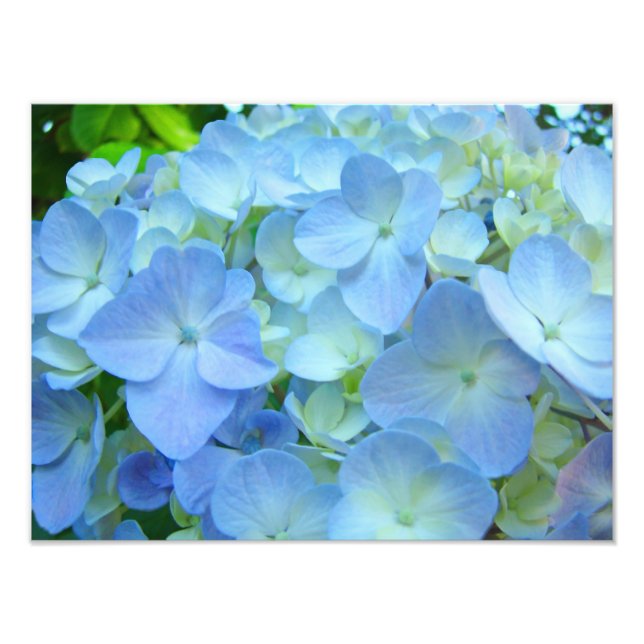 Blue Floral Hydrangeas Blume Fotodruck (Vorne)