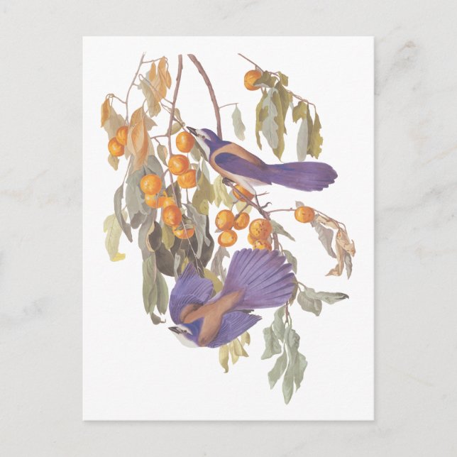 Blue Florida Scrub Jay Audubon Birnen mit Orangen Postkarte (Vorderseite)