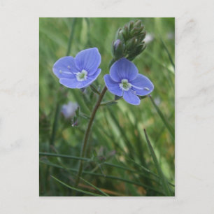 Blue Flowers Postcard Postkarte