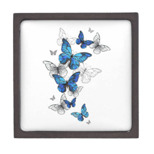 Blue Flying Butterflies Morpho Kiste