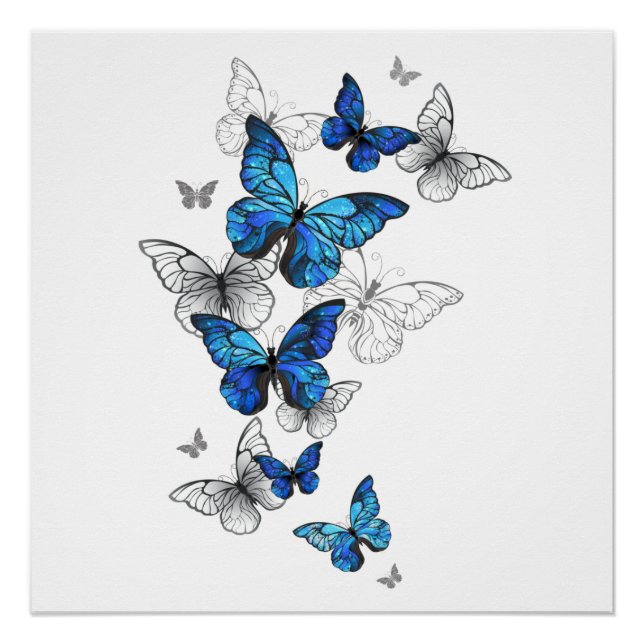 Blue Flying Butterflies Morpho Poster (Vorderseite)