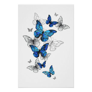 Blue Flying Butterflies Morpho Poster