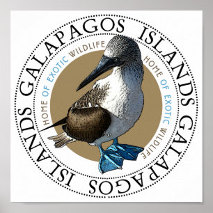 Blue Footed Booby Poster