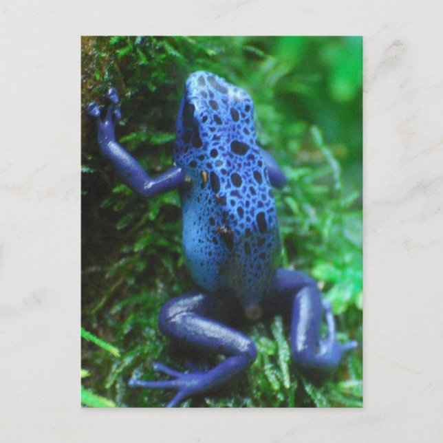 blue-frog-1.jpg postkarte (Vorderseite)
