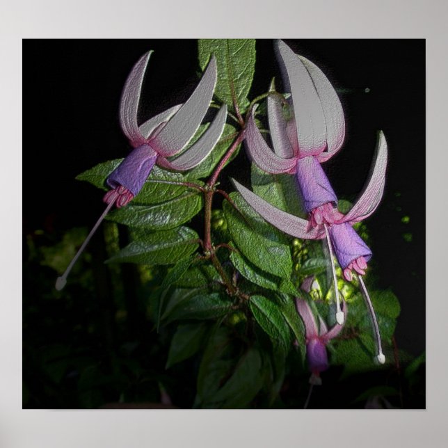 Blue Fushia Poster (Vorne)