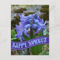 Blue Garden Hyacinth Iran Neujahr Nowrooz