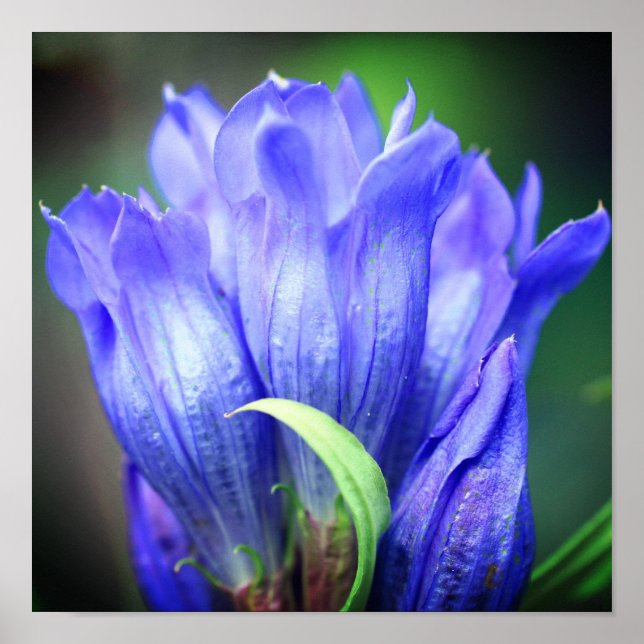 Blue Gentian Blume Poster (Vorne)