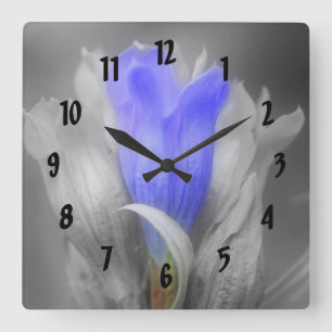 Blue Gentian Flower In Black And White Quadratische Wanduhr