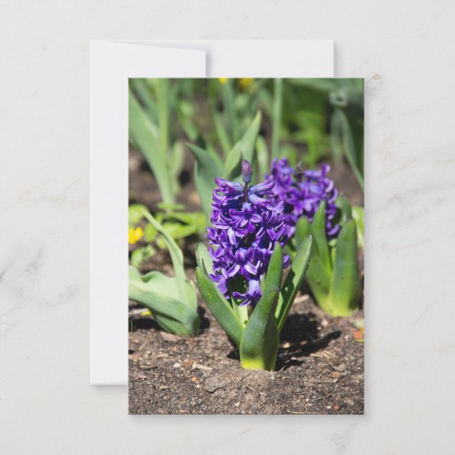 Blue Geocinth im Frühjahr (Vorderseite)