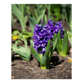 Blue Geocinth im Frühjahr Foto Print Poster