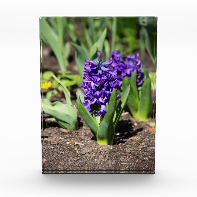 Blue Geocinth im Frühjahr Fotoblock (Vorderseite)