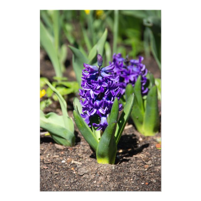 Blue Geocinth im Frühjahr Fotodruck (Vorne)