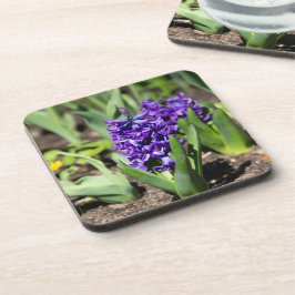 Blue Geocinth im Frühjahr Getränkeuntersetzer