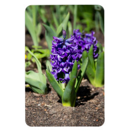 Blue Geocinth im Frühjahr Magnet