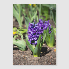 Blue Geocinth im Frühjahr Magnetkarte