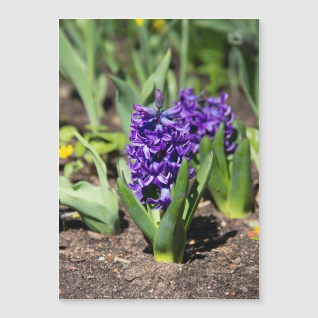 Blue Geocinth im Frühjahr Magnetkarte (Vorderseite)