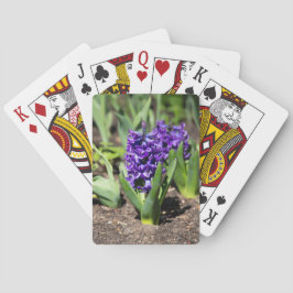 Blue Geocinth im Frühjahr Spielkarten