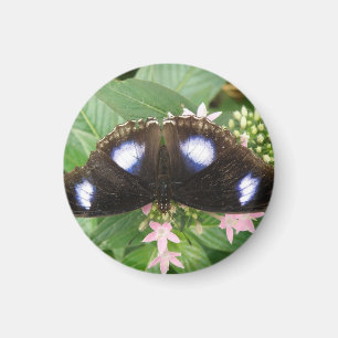 Blue Gepunktet Butterfly Magnet