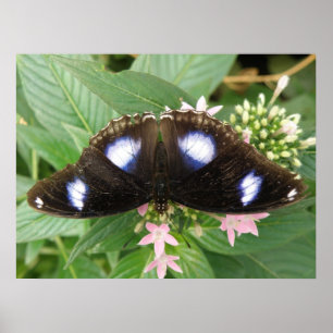 Blue Gepunktet Butterfly Print Poster