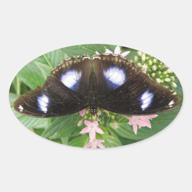 Blue Gepunktet Butterfly Stickers (Vorderseite)