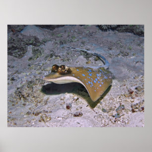 Blue Gepunktet Stingray Poster