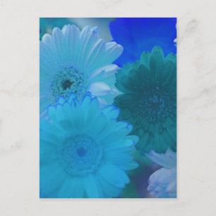 Blue Gerbera Daisy Blume Foto Postcard Postkarte