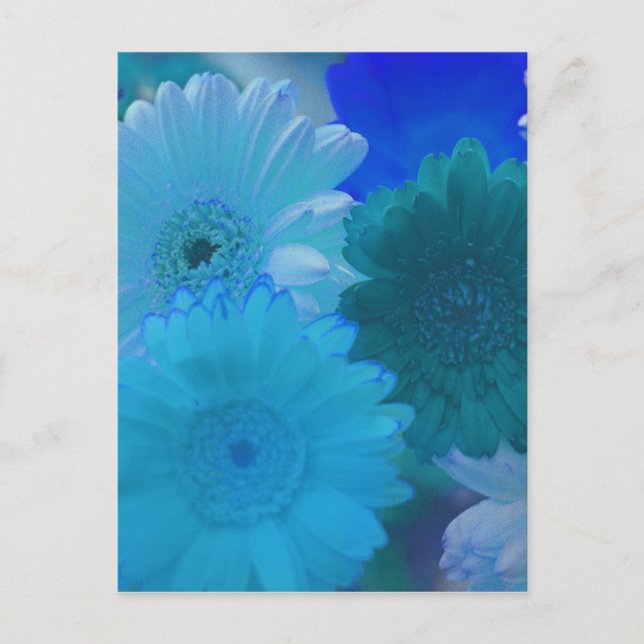 Blue Gerbera Daisy Blume Foto Postcard Postkarte (Vorderseite)
