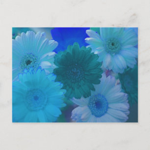 Blue Gerbera Daisy Blume Foto Postkarten