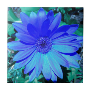 Blue Gerbera Daisy Tile Fliese