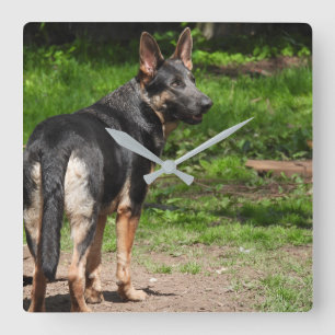 Blue German Shepherd Clock Quadratische Wanduhr