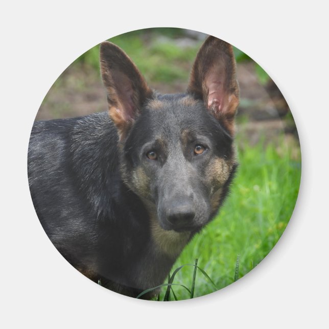 Blue German Shepherd Dog Magnet (Vorne)