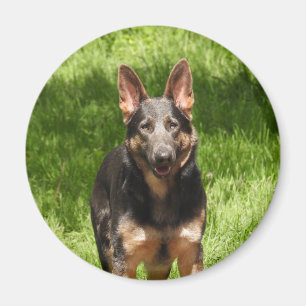 Blue German Shepherd Magnet