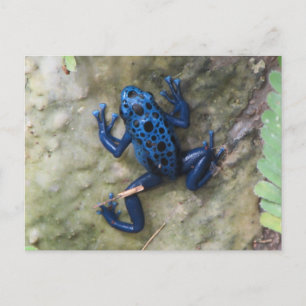 Blue Gift Dart Frog Postkarte