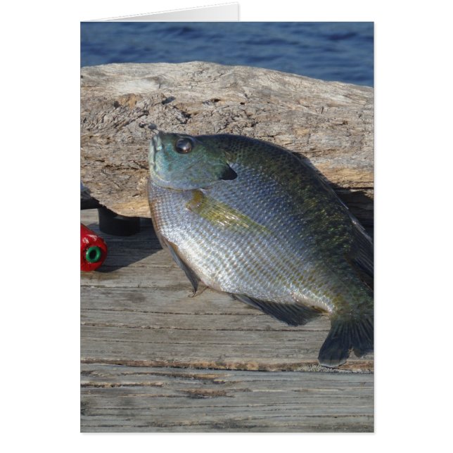 Blue Gill auf dem Dock (Vorne)