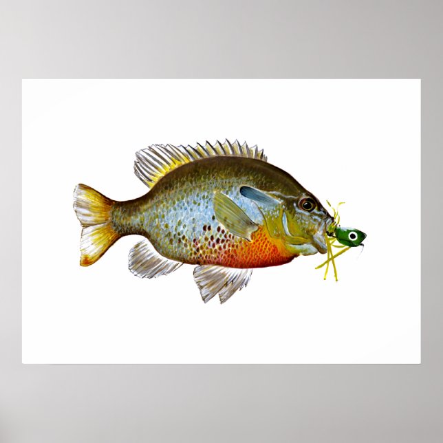 Blue Gill - Pumpkin Seed Poster (Vorne)
