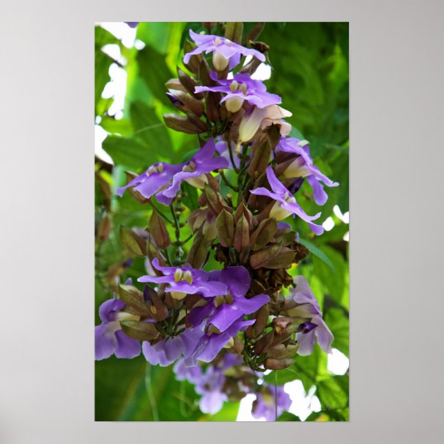 Blue Ginger Poster (Vorne)