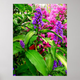 Blue Ginger und Bougainvillea Poster