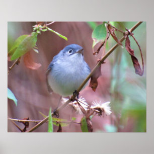 Blue Gnatcatcher Backyard Bird Poster