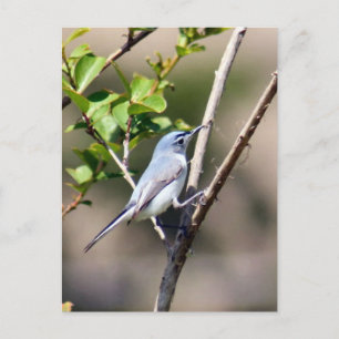 Blue Gnatcatcher Bird Foto Postkarte