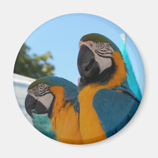 Blue & Gold Macaw Magnet (Vorne)
