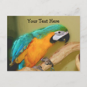 Blue Gold Macaw Papagei individuell anpassbare Pos Postkarte