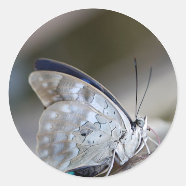 Blue Gray Butterfly Runder Aufkleber (Vorderseite)