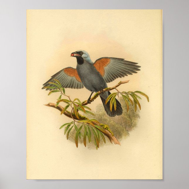 Blue Gray Campephaga Cuckoo Bird Vintag Print Poster (Vorne)