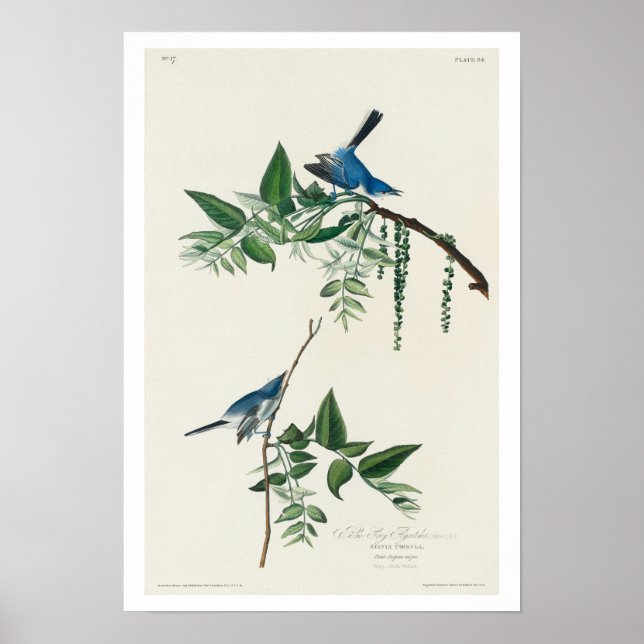 Blue-Gray Fly Catcher von Audubon Poster (Vorne)