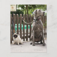 Blue Great Dane und Mops Hunde an der Leine